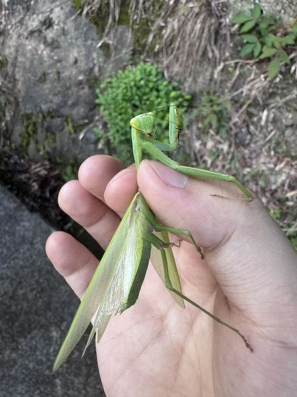 本地图片
